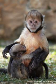 Capuçin à poitrine jaune au Zoo de la Palmyre