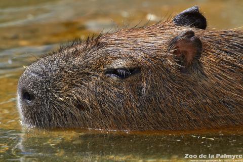 Capybara au Zoo de la Palmyre