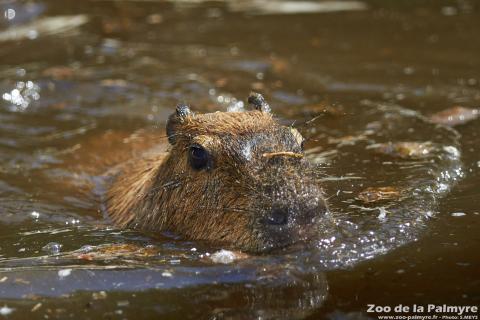 Capybara au Zoo de la Palmyre