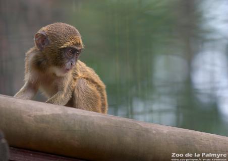 Cercopithèque de Brazza au Zoo de la Palmyre