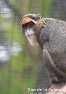 Cercopithèque de Brazza au Zoo de la Palmyre