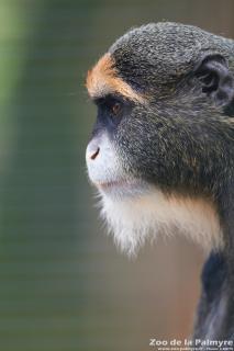 Cercopithèque de Brazza au Zoo de la Palmyre