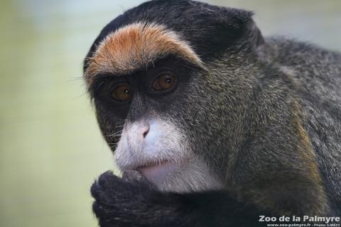 Cercopithèque de Brazza au Zoo de la Palmyre