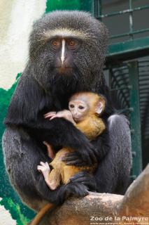 Cercopithèque de Hamlyn au Zoo de la Palmyre