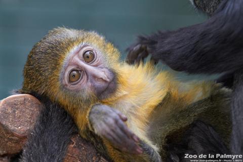 Cercopithèque de Hamlyn au Zoo de la Palmyre