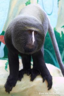 Cercopithèque de Hamlyn au Zoo de la Palmyre