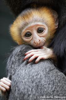 Cercopithèque de Hamlyn au Zoo de la Palmyre