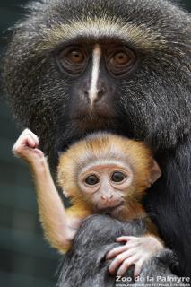 Cercopithèque de Hamlyn au Zoo de la Palmyre