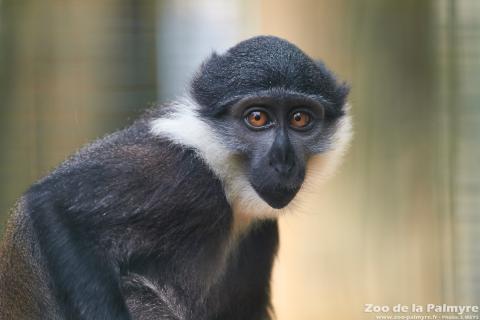 Cercopithèque de l'Hoest au Zoo de la Palmyre