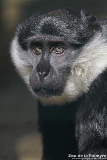 Cercopithèque de l'Hoest au Zoo de la Palmyre