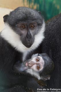 Cercopithèque de l'Hoest au Zoo de la Palmyre