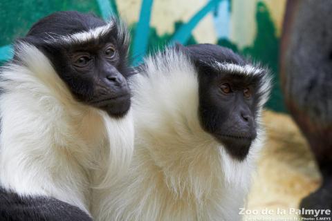 Cercopithèque de Roloway au Zoo de la Palmyre