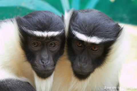 Cercopithèque de Roloway au Zoo de la Palmyre