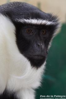 Cercopithèque de Roloway au Zoo de la Palmyre