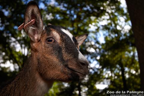 Chêvre naine au Zoo de la Palmyre