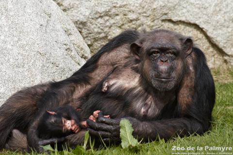 Chimpanzé au Zoo de la Palmyre