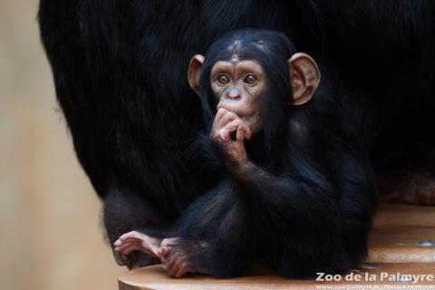 Chimpanzé au Zoo de la Palmyre
