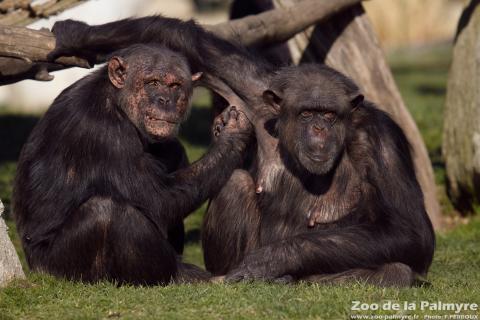 Chimpanzé au Zoo de la Palmyre