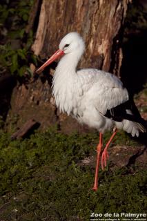 Cigogne blanche au Zoo de la Palmyre