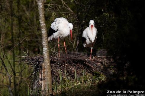 Cigogne blanche au Zoo de la Palmyre