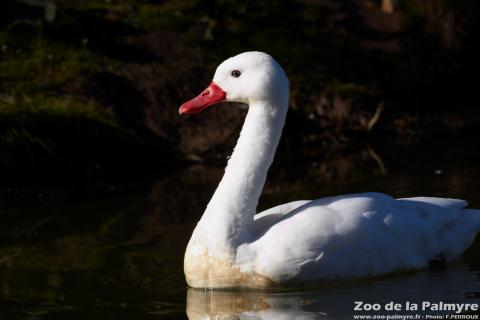 Coscoroba Blanc au Zoo de la Palmyre