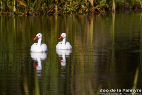Coscoroba Blanc au Zoo de la Palmyre
