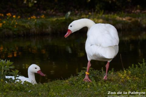 Coscoroba Blanc au Zoo de la Palmyre