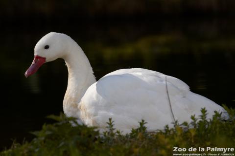 Coscoroba Blanc au Zoo de la Palmyre