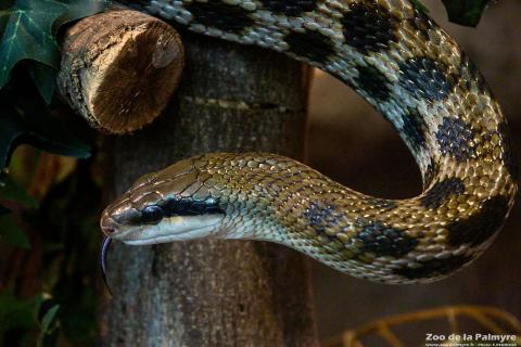 Couleuvre asiatique à queue rayée