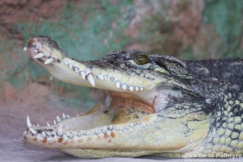 Crocodile du Nil au zoo de la palmyre