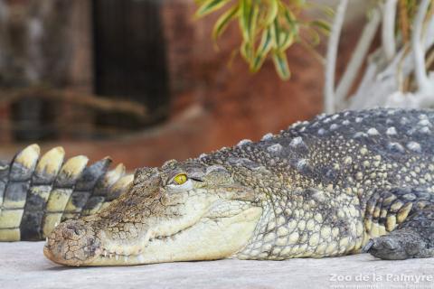 Crocodile du Nil au zoo de la palmyre
