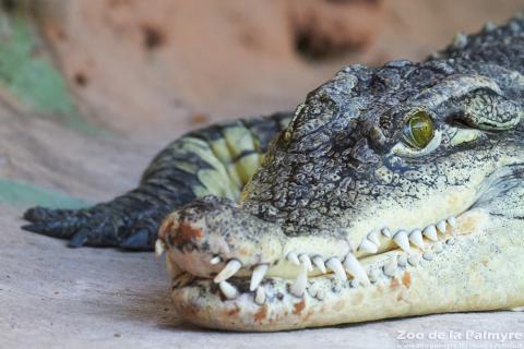 Crocodile du Nil au zoo de la palmyre