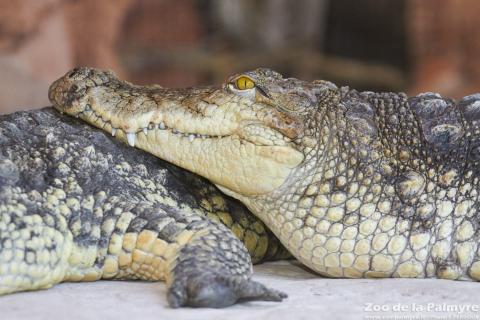 Crocodile du Nil au zoo de la palmyre