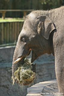 Eléphant d'Asie au Zoo de la Palmyre