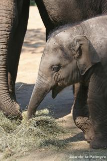 Eléphant d'Asie au Zoo de la Palmyre