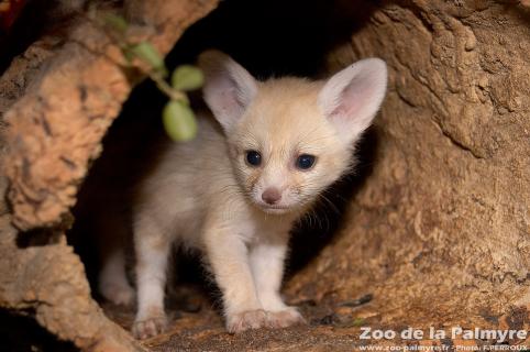 Fennec au Zoo de la Palmyre