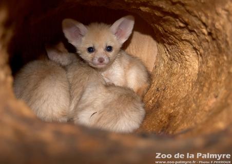 Fennec au Zoo de la Palmyre