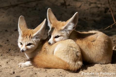 Fennec au Zoo de la Palmyre