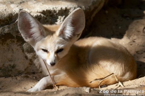 Fennec au Zoo de la Palmyre