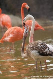 Flamand de Cuba au Zoo de la Palmyre