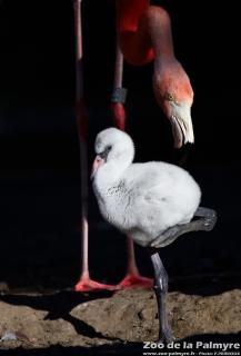 Flamand de Cuba au Zoo de la Palmyre