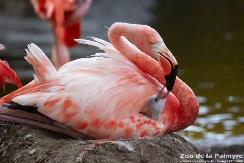 Flamand de Cuba au Zoo de la Palmyre