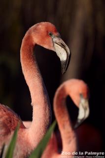 Flamand de Cuba au Zoo de la Palmyre