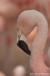 Flamand du Chili au Zoo de la Palmyre