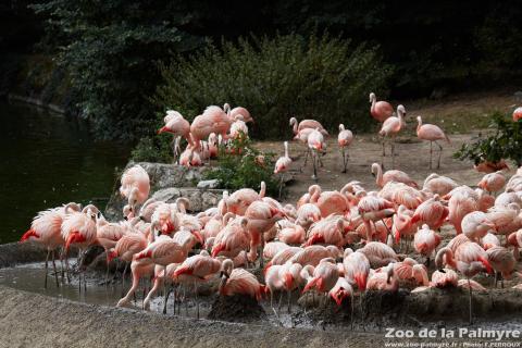 Flamand du Chili au Zoo de la Palmyre