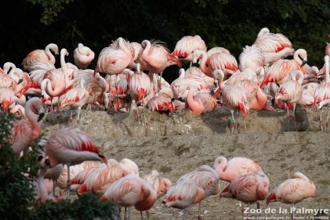 Flamand du Chili au Zoo de la Palmyre