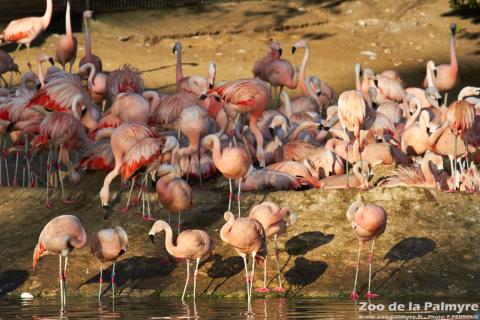 Flamand du Chili au Zoo de la Palmyre