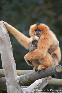 Gibbon à favoris Roux au zoo de la Palmyre