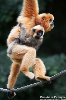 Gibbon à favoris Roux au zoo de la Palmyre