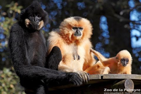 Gibbon à favoris Roux au zoo de la Palmyre